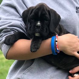 Boxers and French Bulldogs from Blissful Euro Boxers & French Bull Dogs