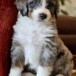 "Marshall" Bernedoodle and Bernese Mountain Dog Puppies from Wild Mountainside Bernedoodles