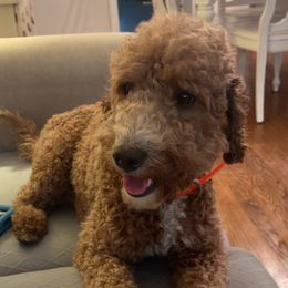 Stella - Goldendoodle