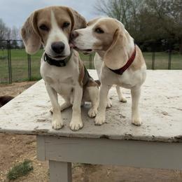 Beagle puppies from Hales Little Beagle Haven