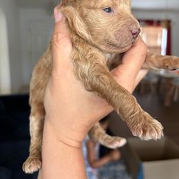 Apricot Boy - Apricot male Aussiedoodle puppy in Spring Hill, Florida from Pawprint Dreams Boarding and Kennel