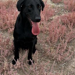 Flash - Labrador Retriever