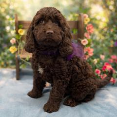 Katy - Liver and white female Springerdoodle puppy in Lisbon, Ohio from Willow Lane Doodles