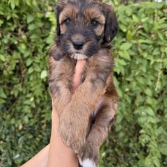 Bernedoodle and Whoodle Puppies from Gilbert Bernedoodles & Whoodles