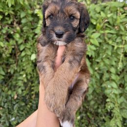 Bernedoodle and Whoodle Puppies from Gilbert Bernedoodles & Whoodles