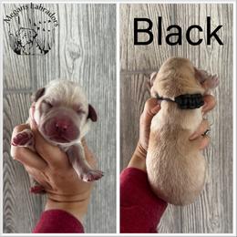 Black - Yellow male Dilute Retriever puppy in Ste. Genevieve, Missouri from Megans Labradors