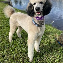 Poodle Puppies from Paddock's Purebred Poodles