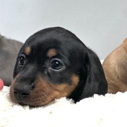 Ironhide - Black and tan male Dachshund puppy in Thornton, Colorado from Donna’s Dachshunds