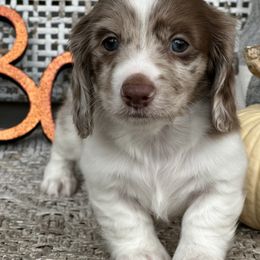 Astro - Dapple male Dachshund puppy in Paw Paw, Michigan from Mulberry Meadow Farms
