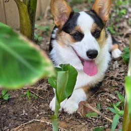 Skye - Pembroke Welsh Corgi