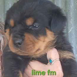 Girl 2 - Black and mahogany female Rottweiler puppy in De Witt, Iowa from Irish Eyes Kennels