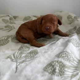 Girl 1 - Apricot female Poodle puppy in Meyersdale, Pennsylvania from Annie’s Toy Poodles