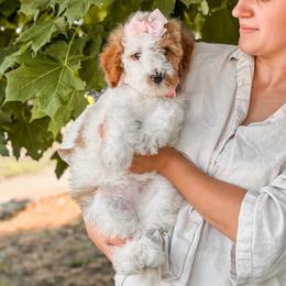 Boy 2 - male Goldendoodle puppy in Spokane, Washington from Dream Doodles in Spokane WA