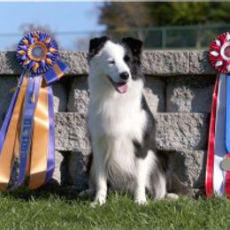 Border Collie All Grown Up from Bon-Clyde Border Collies
