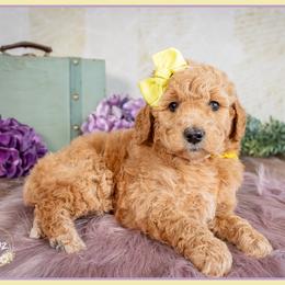 Flower - Red  female Goldendoodle puppy in Connersville, Indiana from Deaz Doodle Ranch