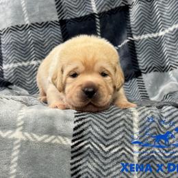 Dark blue - Yellow male Labrador Retriever puppy in Beaverdam, Virginia from Riverside Sunset Labrador Retrievers