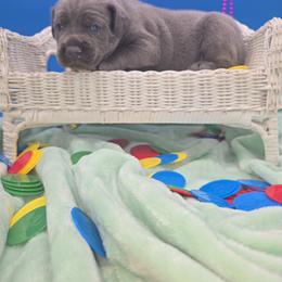 Cane Corso Puppies from God Of War Cane Corso