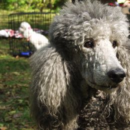 Poodles from Riverspirit Miniature Poodles