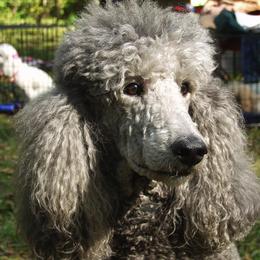 Poodles from Riverspirit Miniature Poodles