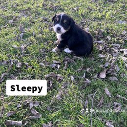 Sleepy - Black Miniature Australian Shepherd puppy in Boyd, Texas from Deep Creek Mini Aussies