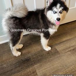 Ivar - Pomsky