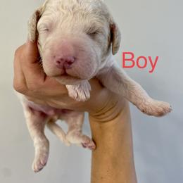 Boy 1 - Goldendoodle puppy in Morehead City, North Carolina from Shoreside Doodles
