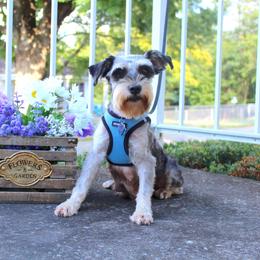 Blackie - Black and silver female Miniature Schnauzer puppy in Hedgesville, West Virginia from Clay Hill Kennels