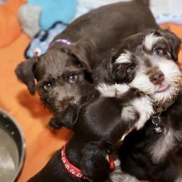 Miniature Schnauzer Puppies from Reservoir Dogs