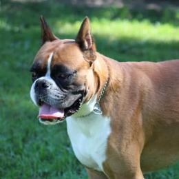Boxers from Bristle's Boxers