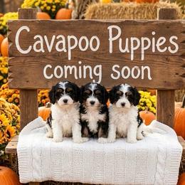 Cavapoo puppies from Scenic City Doodles
