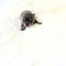 Tiny Stormie - Blue and tan male Chihuahua puppy in Sacramento, California from Honey Bee Chihuahua’s