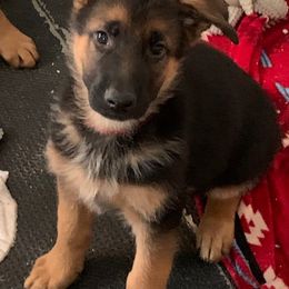 German Shepherd Puppies from Vom Goodchris German Shepherds