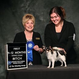Chihuahuas from Walley Farms