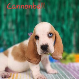 Cannonball - Lemon and white male Basset Hound puppy in Romance, Arkansas from Twin Creek Acres