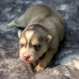Silver Wolf Sable - Male - Wolf sable male Pomsky puppy in Hurleyville, New York from My Crazy Pomskys