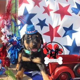 Doberman Pinscher Puppies from Aaliyah’s Dobies