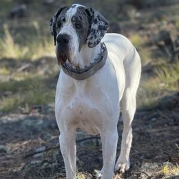 Ulka - Great Dane