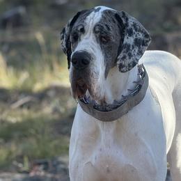 Ulka - Great Dane