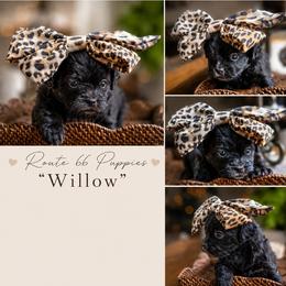 Willow - Black female Shihpoo puppy in Delphos, Ohio from Route 66 Poodles & Doodles, Sapphire Shih-tzu's of Ohio