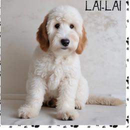 Goldendoodle puppies from The Golden Rule Doodles