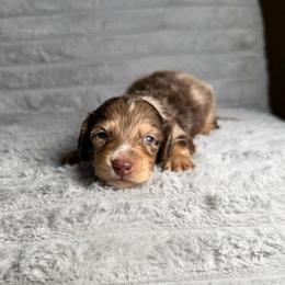 Colten - Dapple male Dachshund puppy in New Albany, Mississippi from Double A. Doxies