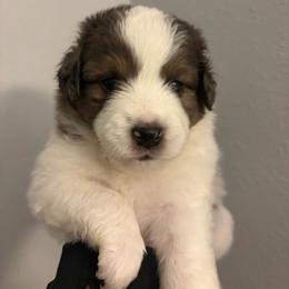 Alpha - Blue merle male Miniature Australian Shepherd puppy in Weatherford, Texas from F & T Aussies