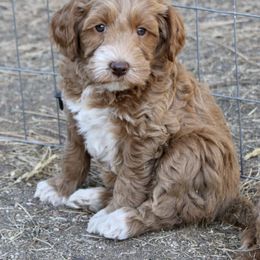 Australian Labradoodle Puppies from Oodles Of Fluffy Doodles