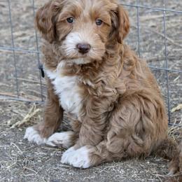 Australian Labradoodle Puppies from Oodles Of Fluffy Doodles