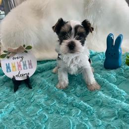 Peter - Parti male Yorkshire Terrier puppy in Belpre, Ohio from Blackwoods Yorkies
