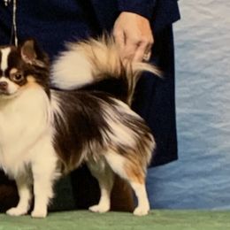 Chihuahuas and Parson Russell Terriers from Cobblestone