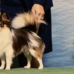 Chihuahuas and Parson Russell Terriers from Cobblestone