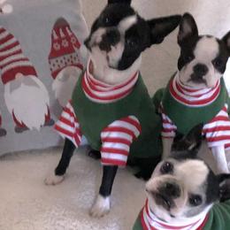 Boston Terriers from Shannon's Boston Terriers