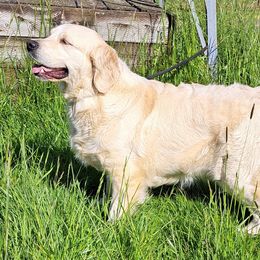 Leon - Golden Retriever