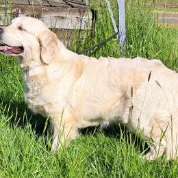 Leon - Golden Retriever